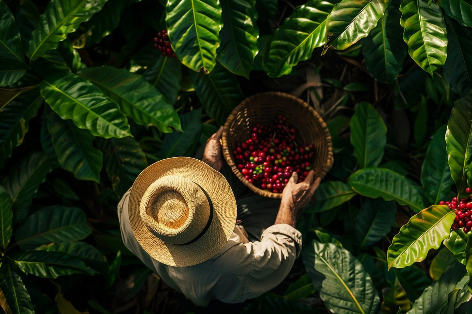 adult-harvesting-coffee