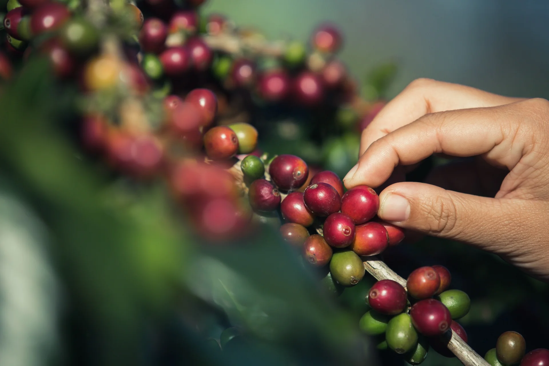 hands-that-are-picking-coffee-beans-from-coffee-tree